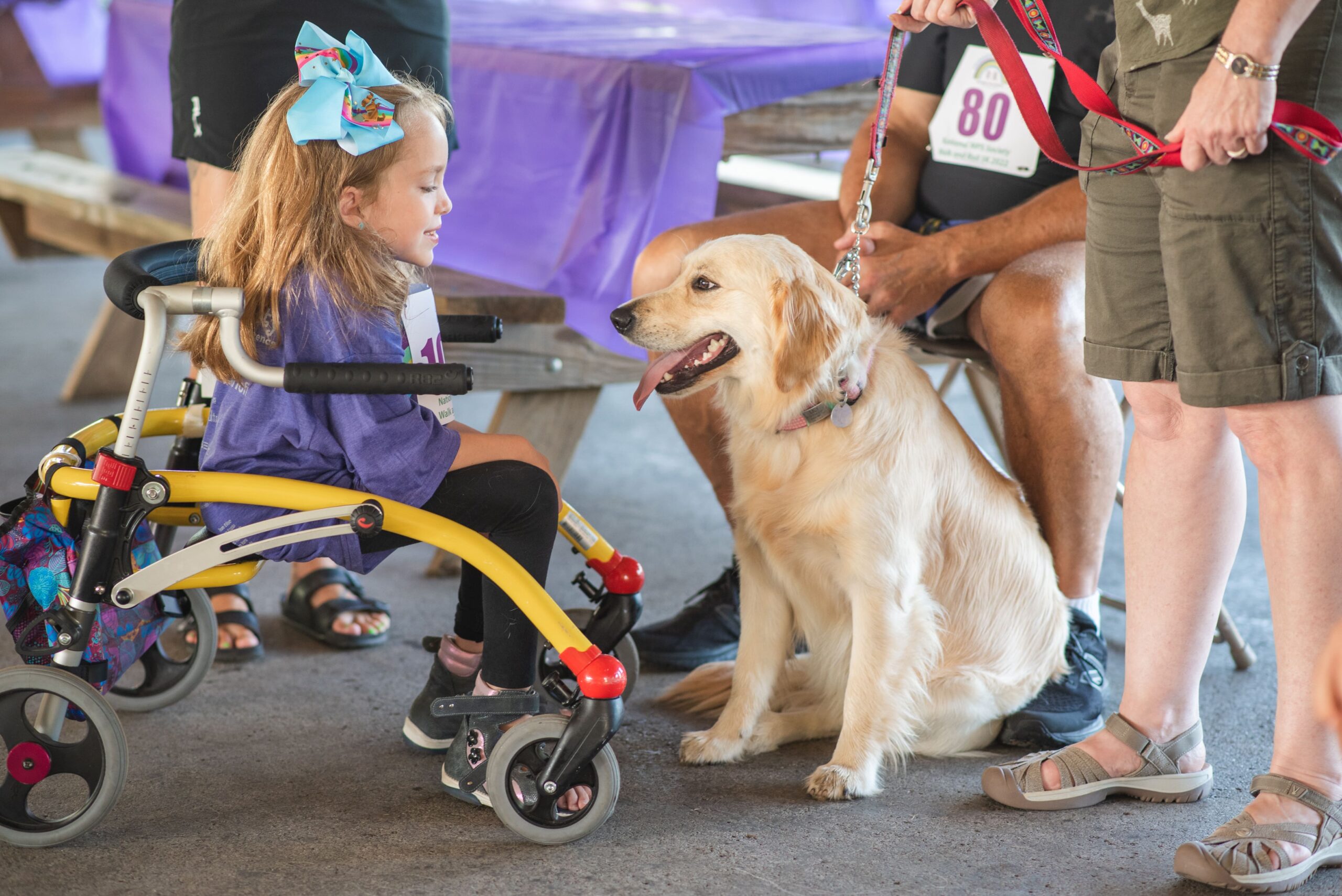 Girl in a wheelchair meets a therapy dog